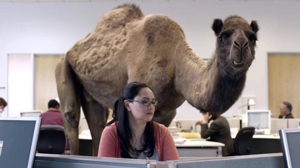 A humorous scene in a typical office cubicle setting where a large camel stands directly behind a seated female coworker who remains focused on her work.