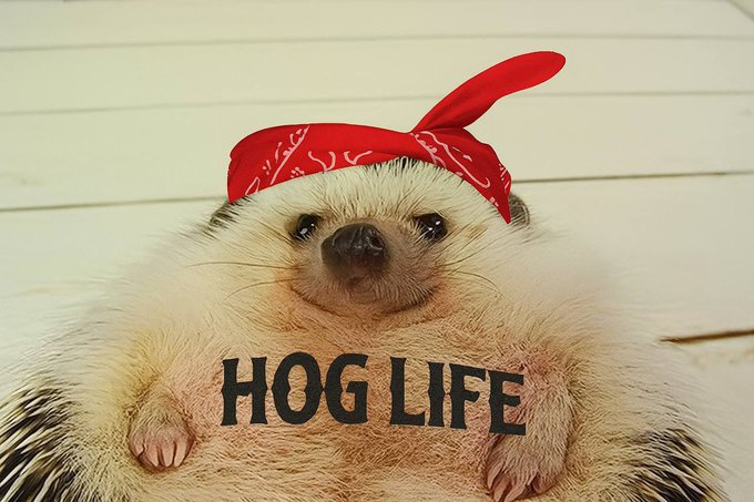 A cute porcupine wearing a red bandana has the text 'HOG LIFE' overlaid across its belly, lying on its back with paws up.