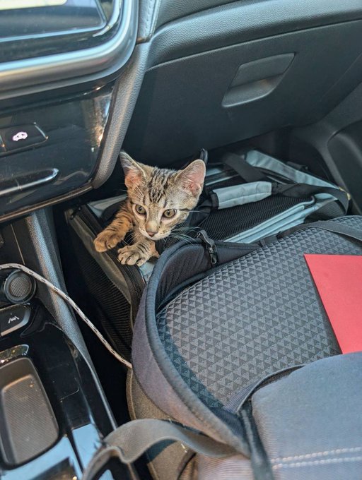 A small tabby kitten peeking out from inside an open bag on the passenger seat of a car.