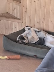 A dog wearing a cone collar rests peacefully on a gray dog bed in a wooden room, with a chew toy nearby.