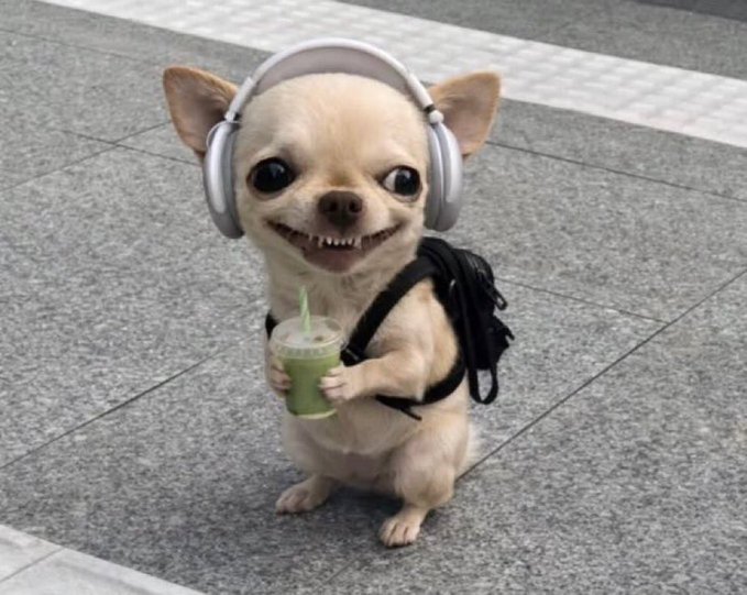 A small tan Chihuahua wearing large white headphones and a black backpack stands on a tiled floor while holding a green drink with a straw, grinning with its signature teeth. The image humorously captures the "crypto rookie" persona referenced in the caption—someone rushing to add "crypto Enthusiast" to their bio without fully understanding the space, with the dog's innocent, wide-eyed smile representing the naive enthusiasm that fades once market realities (like the KAITO Yapper experience) set in.