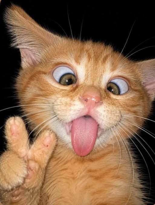 A close-up, humorous photo of an orange tabby kitten with its tongue hanging out and one paw raised.