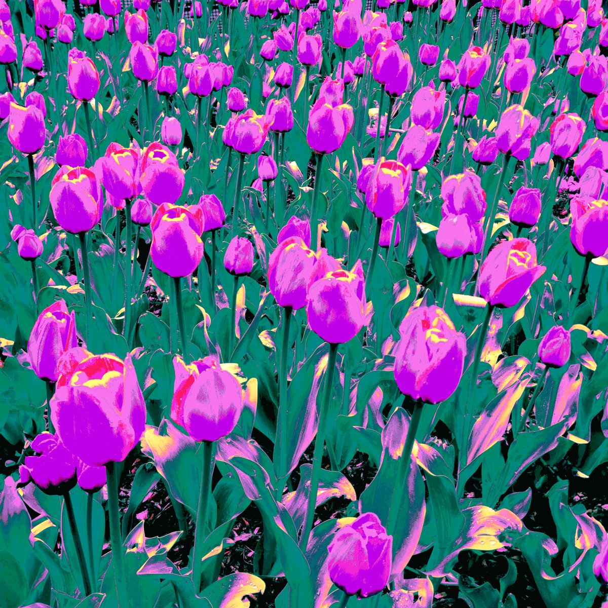 The image features a field filled with numerous purple tulips, creating a vibrant and colorful scene. The tulips are arranged in various positions throughout the field, showcasing their beauty from different angles. The background of the image is black, which contrasts nicely with the bright colors of the tulips and draws attention to them. The post that accompanies this image reads: "SOLD! Thank you @ArtMonochrome2 for collecting an edition of my newest piece !" This message highlights the artist's appreciation for the viewer's interest in their work and encourages them to share it with others.