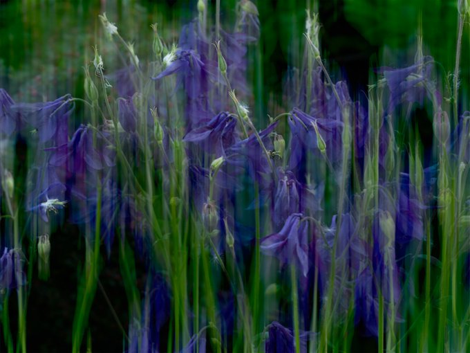 An impressionistic image of purple and blue flowers (resembling columbines) with green stems rendered in a soft, painterly style with motion blur effects.