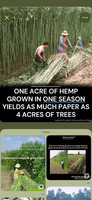 An infographic-style image showing workers harvesting hemp plants, with the headline 'ONE ACRE OF HEMP GROWN IN ONE SEASON YIELDS AS MUCH PAPER AS 4 ACRES OF TREES' sourced from Hashem Al-ghaili / Science Nature Page.