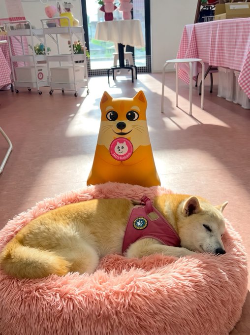 Photo of a sleeping Shiba Inu dog wearing a pink harness, lying in a fluffy pink dog bed with a Shiba-themed cardboard cutout behind it in what appears to be a pink-themed pet room or café.