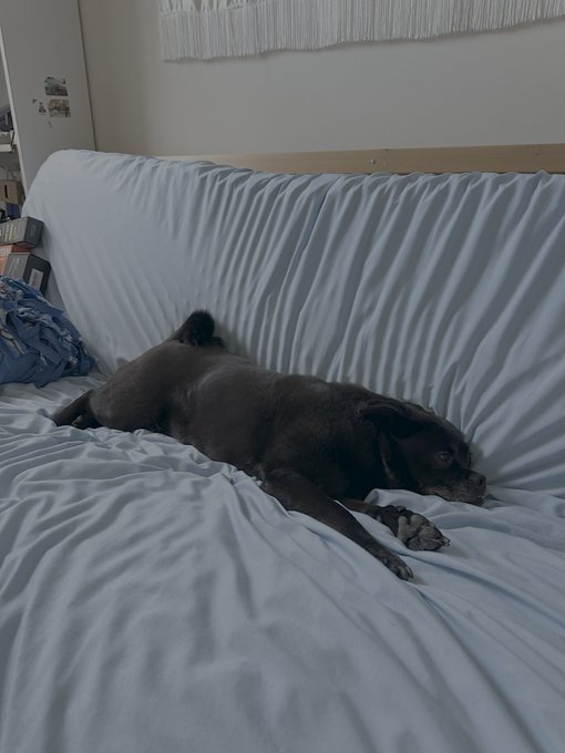 A small black dog lying stretched out on a light blue sofa with a matching cover, with a fringed wall hanging visible above.