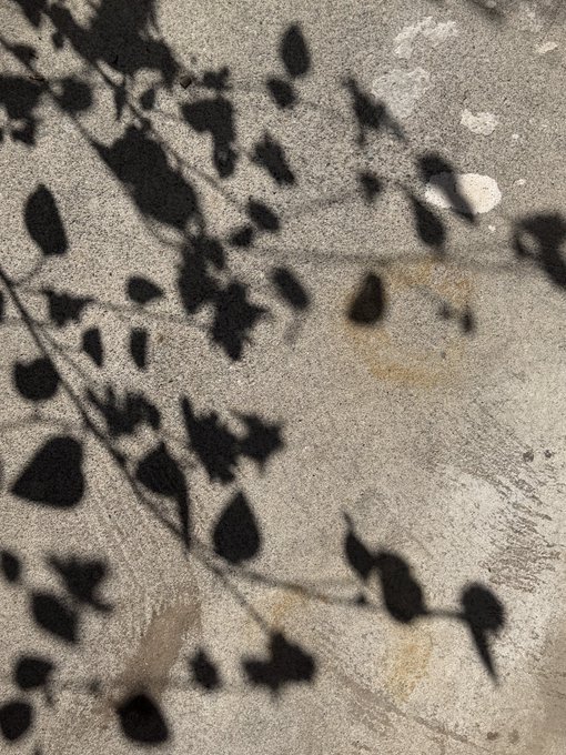 Shadows of leaves and branches cast against a textured concrete wall.