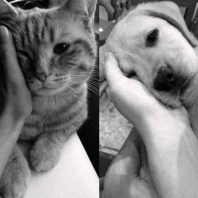 A black-and-white side-by-side photo shows a person's hand gently cradling a tabby kitten on the left and a puppy on the right, both with serene, sleepy expressions. The tender, nurturing imagery of caring for fragile young animals visually parallels the post's message about carefully nurturing Web3's early-stage development through QuipNetwork's secure, decentralized infrastructure.