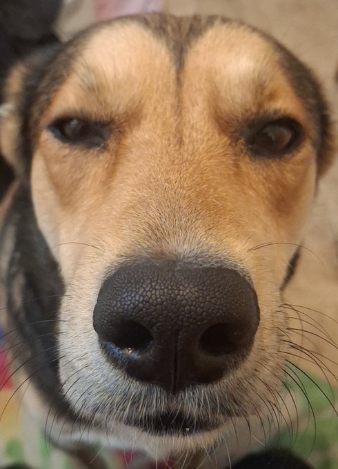 A close-up portrait of a brown and black dog looking directly at the camera.