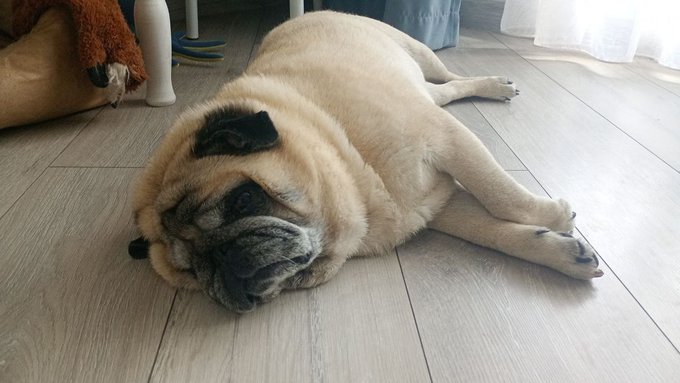 A photograph of a fawn-colored pug sleeping peacefully on a wooden floor next to a chair leg.
