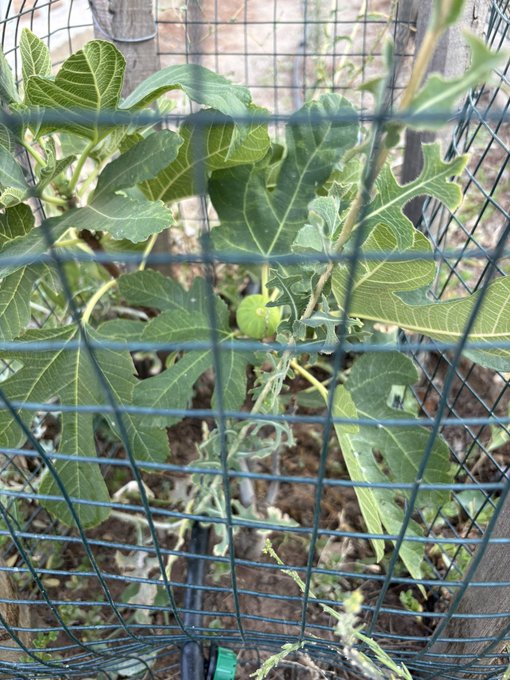 A small green fig growing on a leafy fig plant, viewed through a green wire mesh fence in a garden setting.