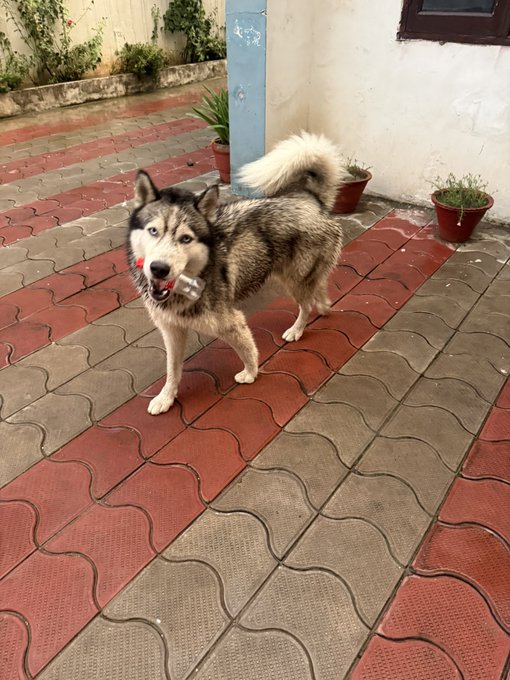 A fluffy gray and white husky-type dog stands on a red and gray tiled patio carrying a plastic bottle in its mouth.