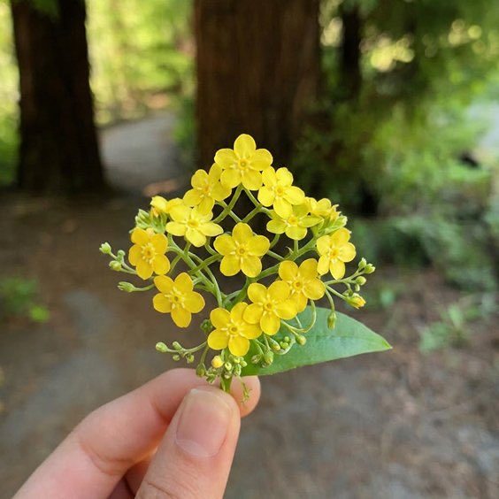 A close-up of a hand holding a small cluster of delicate yellow flowers with green leaves against a blurred forest background.