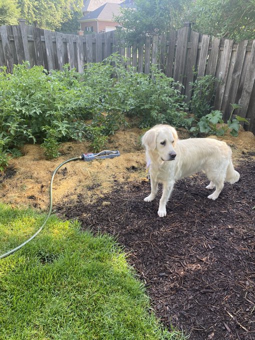 A golden retriever dog standing on dark mulch in a backyard garden, with a wooden fence, tomato plants, a green garden hose, and a blue nozzle visible in the background.