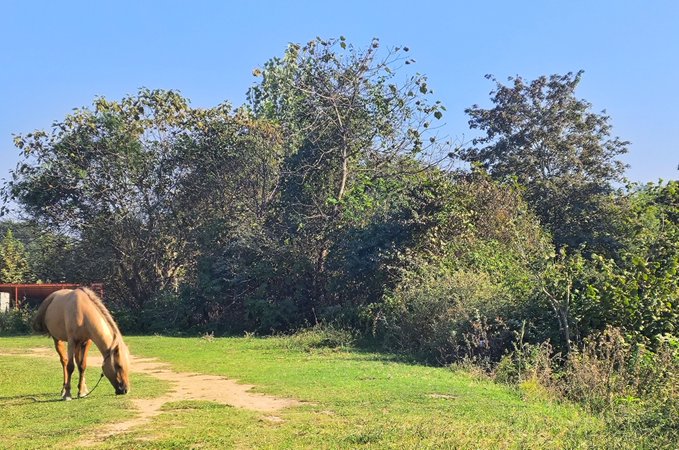A brown horse grazes on grass in a field bordered by a large green tree and bushes under a clear blue sky.