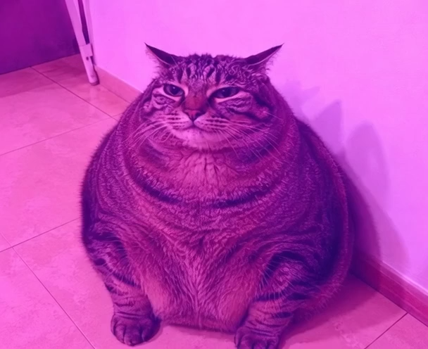 A very round, chubby tabby cat sits on a tiled floor against a wall, bathed in a purple/pink colored light.