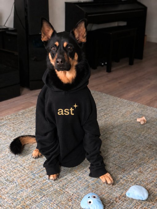 A black and tan dog sits on a rug wearing a black hoodie with "ast" printed in gold lettering, surrounded by small plush toys, perfectly matching the autumn outfit reveal in the post.