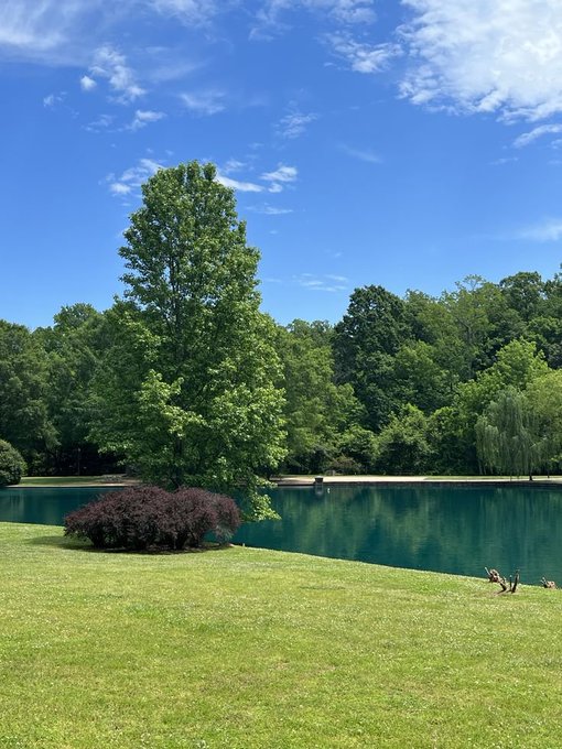 A bright, sunny outdoor scene featuring a large green tree and a small reddish bush on a grassy lawn next to a calm green lake, with ducks visible on the right.