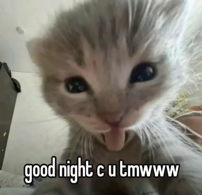 The image features a cute kitten with its tongue sticking out, looking directly at the camera. The caption of the image includes a message about good night c, which seems to be a reference to the popular social media account @quipnetwork.