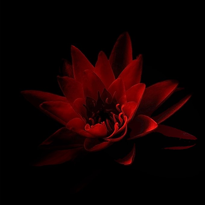 A close-up photograph shows a deep red flower with layered petals emerging starkly against a pure black background.