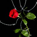 A vibrant red rose with barbed wire-wrapped stem blooms against a black background, visually echoing the post's sentiment that "Ethereum (still) looks good here" by juxtaposing beauty with the sharp, protective barriers often associated with the volatile crypto market.