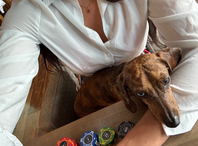A person in a white button-up shirt sits on a couch with their brown dachshund resting against them, as colorful poker chips are displayed at the bottom of the frame. The image playfully visualizes the post's analogy between poker and crypto trading—both being games of strategy, luck, and risk where getting "rugged" or succumbing to FOMO can lead to losing it all.