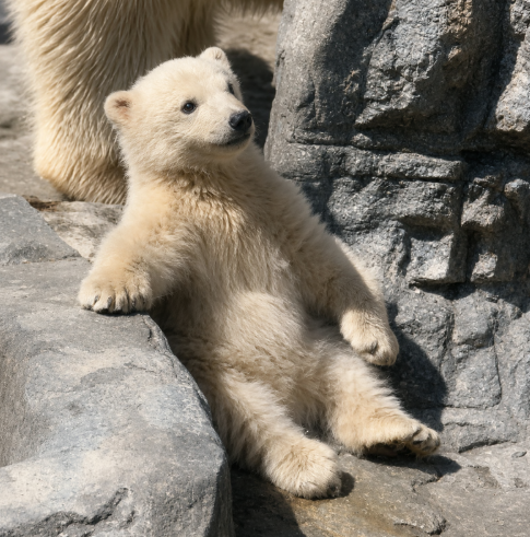 A polar bear cub lounges relaxed on rocky terrain, mirroring the carefree "holding" stance referenced in the post about riding out animal-themed coin bets regardless of outcome.