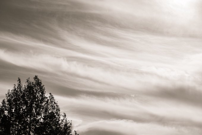A sepia-toned black and white photograph showing the silhouette of treetops against a sky filled with sweeping, wispy clouds.