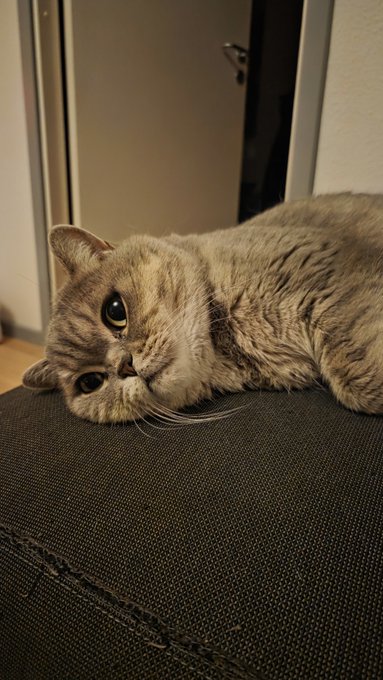 A tabby cat with striking eyes rests its head upside down on a dark gray cushioned surface in a cozy indoor setting.