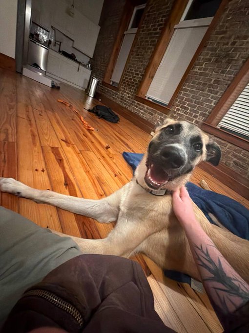 A smiling tan and black dog lying on a wooden floor being petted by a person with a tattooed arm, with a kitchen visible in the background.
