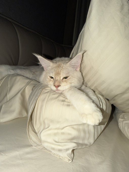 A cream-colored cat lounges lazily on a striped pillow with its paw dangling over the edge, perfectly capturing the relaxed "still in $CATE" vibe of holding onto a position without any intention of moving.