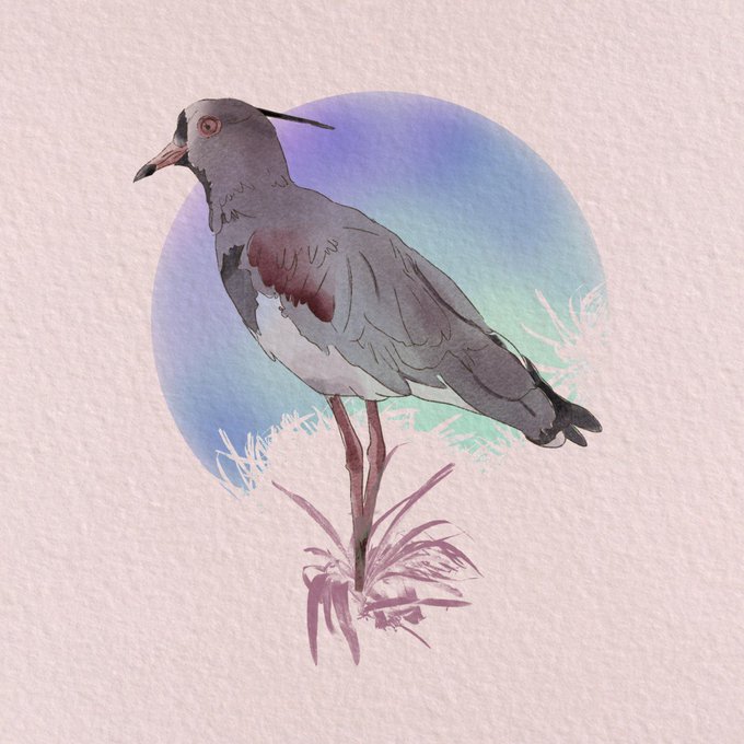 A watercolor and ink painting of a gray bird with a dark crest, set against a circular blue and teal gradient background.