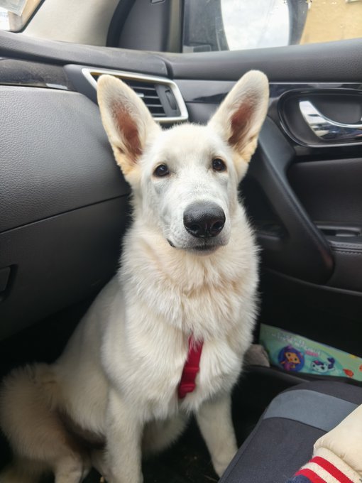 A fluffy white puppy with perky ears sits attentively in the passenger seat of a car, wearing a red harness. The dog's alert, hopeful expression pairs well with the motivational post about perseverance—suggesting that with patience and determination, this little one is ready to "succeed" at any adventure.