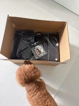A small brown dog looks into an open cardboard box containing a black 'P-Tech' branded item still in its plastic packaging.