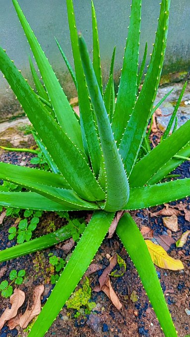A close-up, top-down view of a green aloe vera plant growing outdoors in soil scattered with fallen leaves.