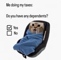 A poll asks 'Me doing my taxes: Do you have any dependents?' with 'Yes' (showing a small dog) and 'No' as the clickable options.