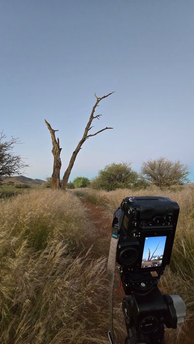 A camera on a tripod captures a photograph of a bare, branching dead tree in a dry grassland landscape.