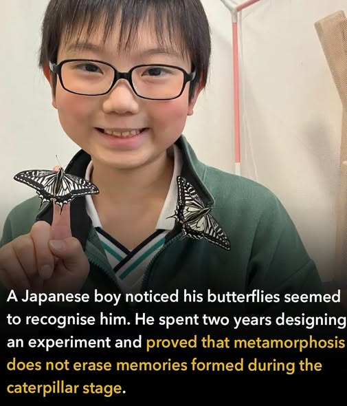 Photo of a smiling young boy with glasses with two butterflies on his fingers, accompanied by text about a Japanese boy who proved metamorphosis doesn't erase memories from the caterpillar stage.