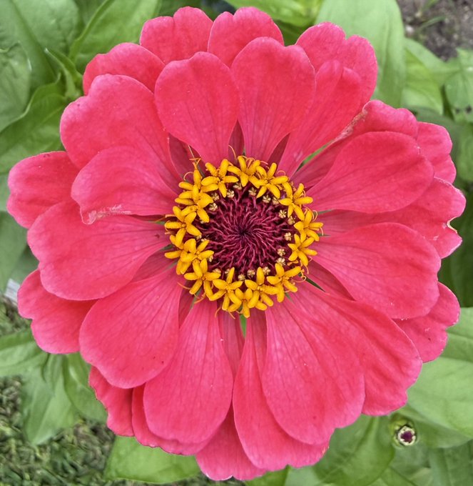 A close-up photograph of a vibrant pink zinnia flower with a yellow and dark purple center, surrounded by green leaves.
