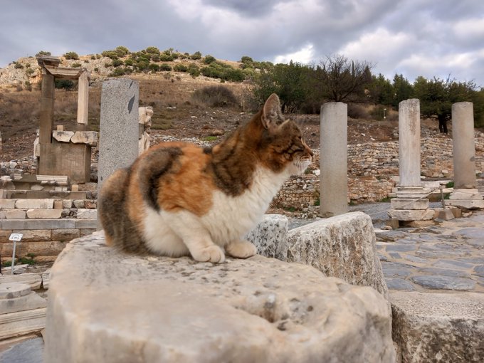 A calico cat sits on a stone block at what appears to be ancient ruins, with stone columns and a hilly landscape in the background.