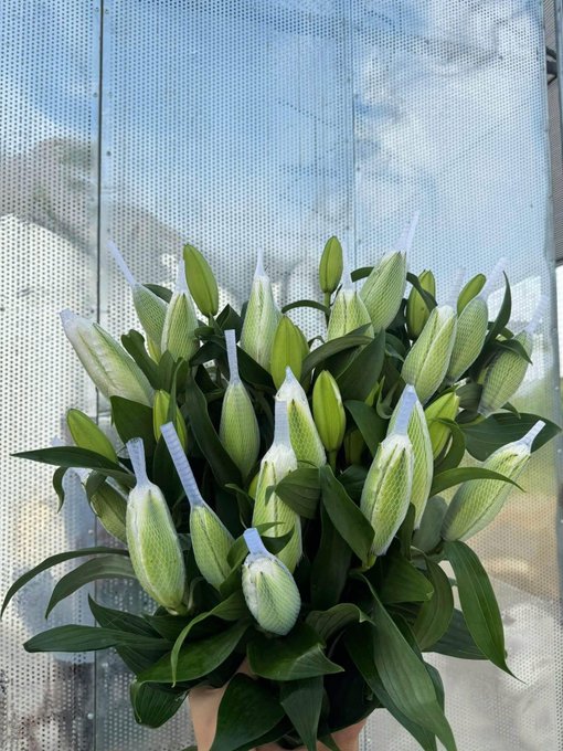 A hand holding a bouquet of white lily buds with protective mesh sleeves against a metallic background.