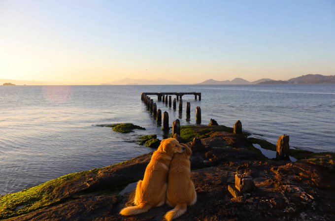 Two golden retrievers embrace each other on a mossy shore at sunset, with a wooden pier and silhouetted mountains visible across the calm water.