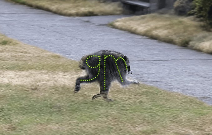 A raccoon runs across a grassy area near a paved path, its outline traced by a green dotted line forming the number "91" — fitting the post's playful crypto meme vibe referencing "Gmothy" holders and "short king" energy. The bouncing animal and abstract numeric overlay capture the chaotic, ironic humor of the "send me memes" community vibe.