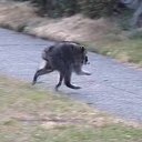 A dark, shaggy dog runs across a gravel path with grass in the background, accompanied by a caption claiming the $Jimothy community's rapid growth and listing notable entities that have shared it, from Minecraft and Google to NASA and local Seattle institutions.