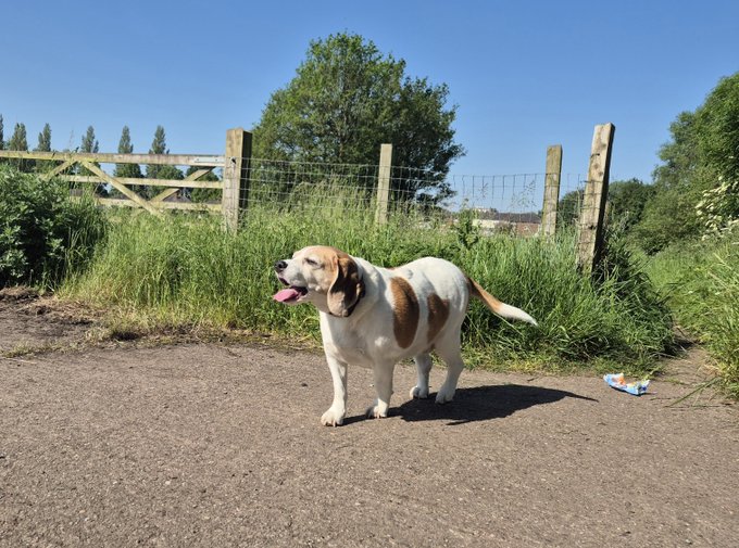 The image features a brown and white dog standing on a dirt path, with its tongue hanging out as if panting from an exciting day of play or exploration. The dog appears to be enjoying itself outdoors, possibly near a fence or gate that can be seen in the background. The caption "Good afternoon Doge fam on a fine Tongue out Tuesday" suggests that this photo was taken during the day and might have been captured by someone who wanted to share their dog's enthusiasm for outdoor activities with others.