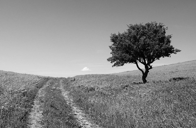 A black and white landscape photograph of a solitary tree standing in a field of tall grass with a dirt path winding through it.