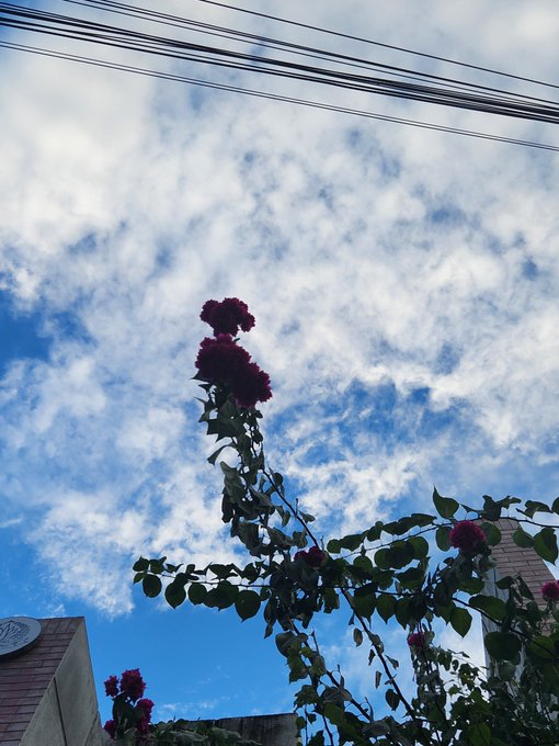 A tall cluster of red roses reaches toward a bright blue sky dotted with wispy clouds, framed by overhead power lines and the edge of a building below. The image reflects the post's theme of perseverance through a difficult period—standing tall and hopeful against a vast, open sky, even when outcomes have been disappointing, mirroring the resilience to "go again" after a tough trading month.