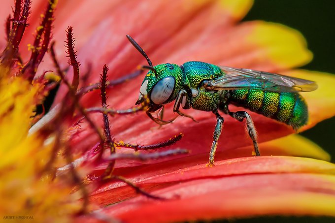 A stunning macro photograph of an iridescent green metallic bee resting on a vibrant red-orange flower, captured with a Nikon D5200 and Tamron 90mm lens in Durgapur, West Bengal, India. The image showcases intricate details of the insect's shimmering exoskeleton, pollen-dusted legs, and translucent wings against the flower's rich, textured petals.