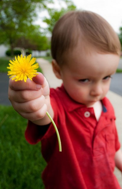 A young child in a red polo shirt holds out a bright yellow dandelion flower toward the camera, with the background blurred.